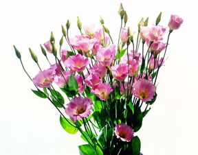 精美鮮花特寫花朵素材植物花葉綠葉圖片 模板下載 6.18MB 其他大全 標志丨符號