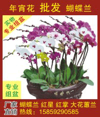 蝴蝶蘭企業(yè)大全 蝴蝶蘭企業(yè)大黃頁(yè) 蝴蝶蘭生產(chǎn)商